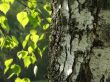 birch tree