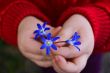 Child hands with snowdrops