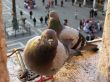 pigeons of Venice