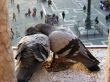 pigeons of Venice