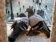 pigeons of Venice