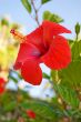 Red hibiscus