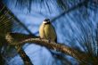 titmouse on pine branch