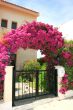 Flowers arch at the house