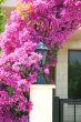 Flowers arch at the house