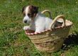 puppy in a basket