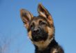 puppy german shepherd