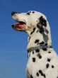 dalmatian