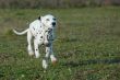running puppy dalmatian