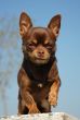 brown chihuahua