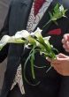 Lilies and Suit