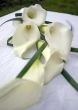 Lilies