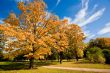 Autumn Scenic