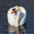 swimming swan