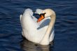 White swan