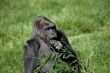 Gorilla Eating