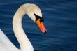 portrait of swan