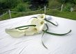 Lilies