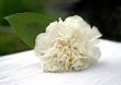 Corsage