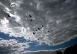 Flying Birds