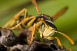 Wasp -Polistes bischoffi-
