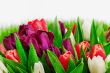Flowerbed