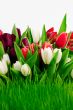 Wet Tulips