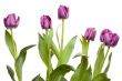 Set of Purple Tulips