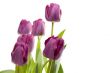 Set of Purple Tulips