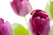 Set of Purple Tulips