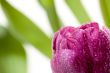 Macro of Purple Tulips with Water Drops