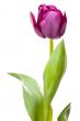 Set of Purple Tulips