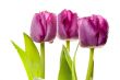 Set of Purple Tulips