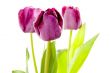 Set of Purple Tulips