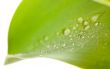 Macro of Water Drops on Tulip Leaf