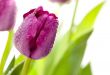 Macro of Purple Tulips with Water Drops