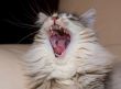 Yawning cat