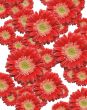 Falling Red Gerber Daisies