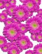 Falling Magenta Gerber Daisies