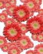 Falling Red and Pink Gerber Daisies