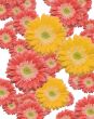 Falling Pink and Yellow Gerber Daisies
