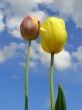 two tulips