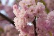 pink cherry blossoms in spring