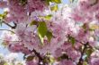 pink cherry blossoms in spring