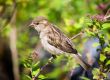 Sparrow