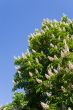 Blossoming chestnut