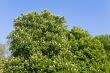 chestnuts in spring
