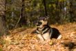 Lying dog in the forest