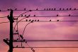 Birds on Wire