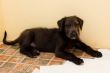 irish wolfhound  puppy